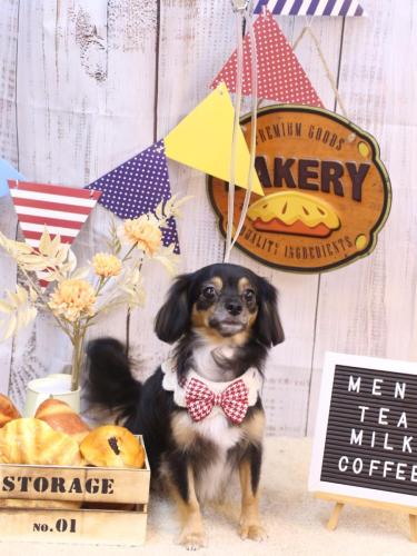 20240915くるみちゃん